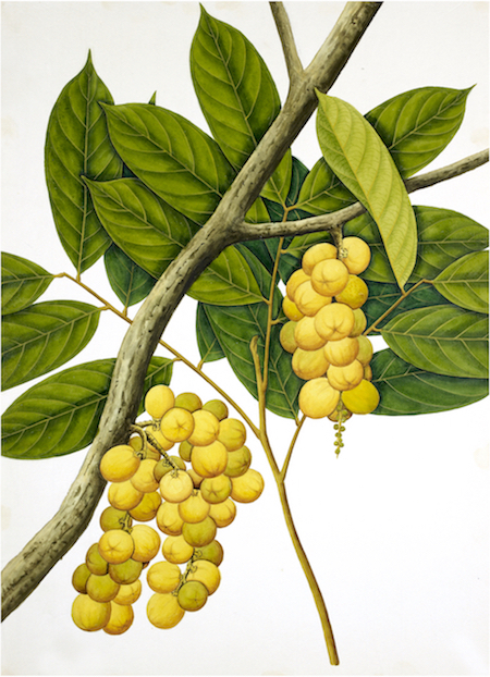 ANGLO-INDIAN BOTANICALS