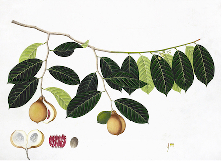 ANGLO-INDIAN BOTANICALS