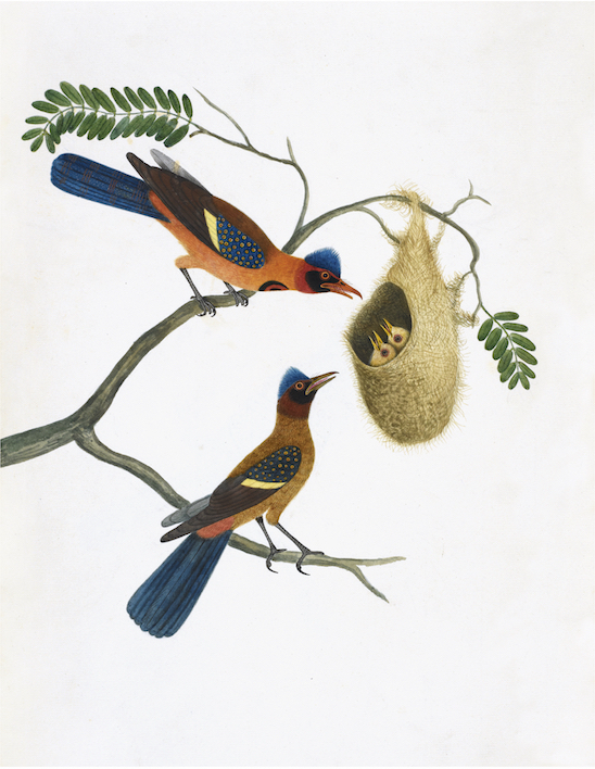 ANGLO-INDIAN BIRDS