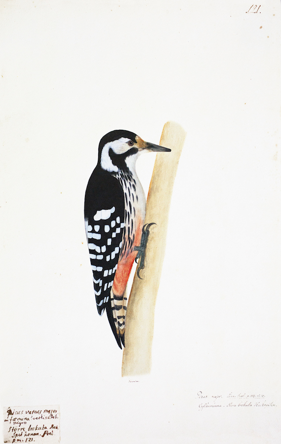 Spotted Woodpecker