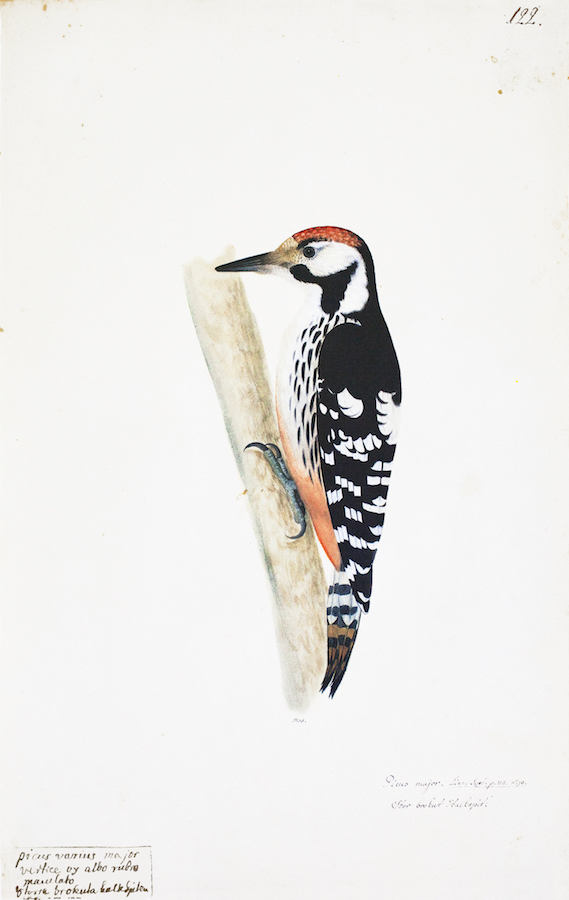 Spotted Woodpecker 2