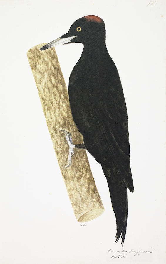 Black Woodpecker 2