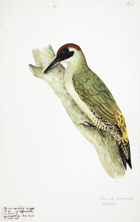Green Woodpecker 2