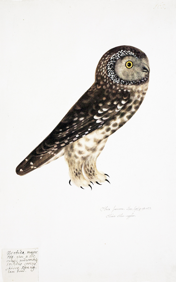 Hawk Owl 2