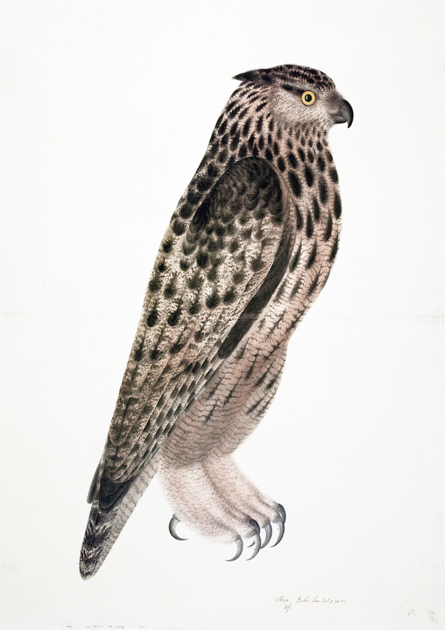 Falcon Owl