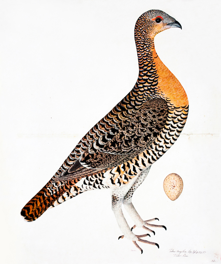 Capercaille Hen