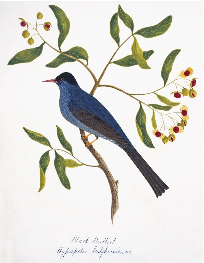 NEHRU BIRDS