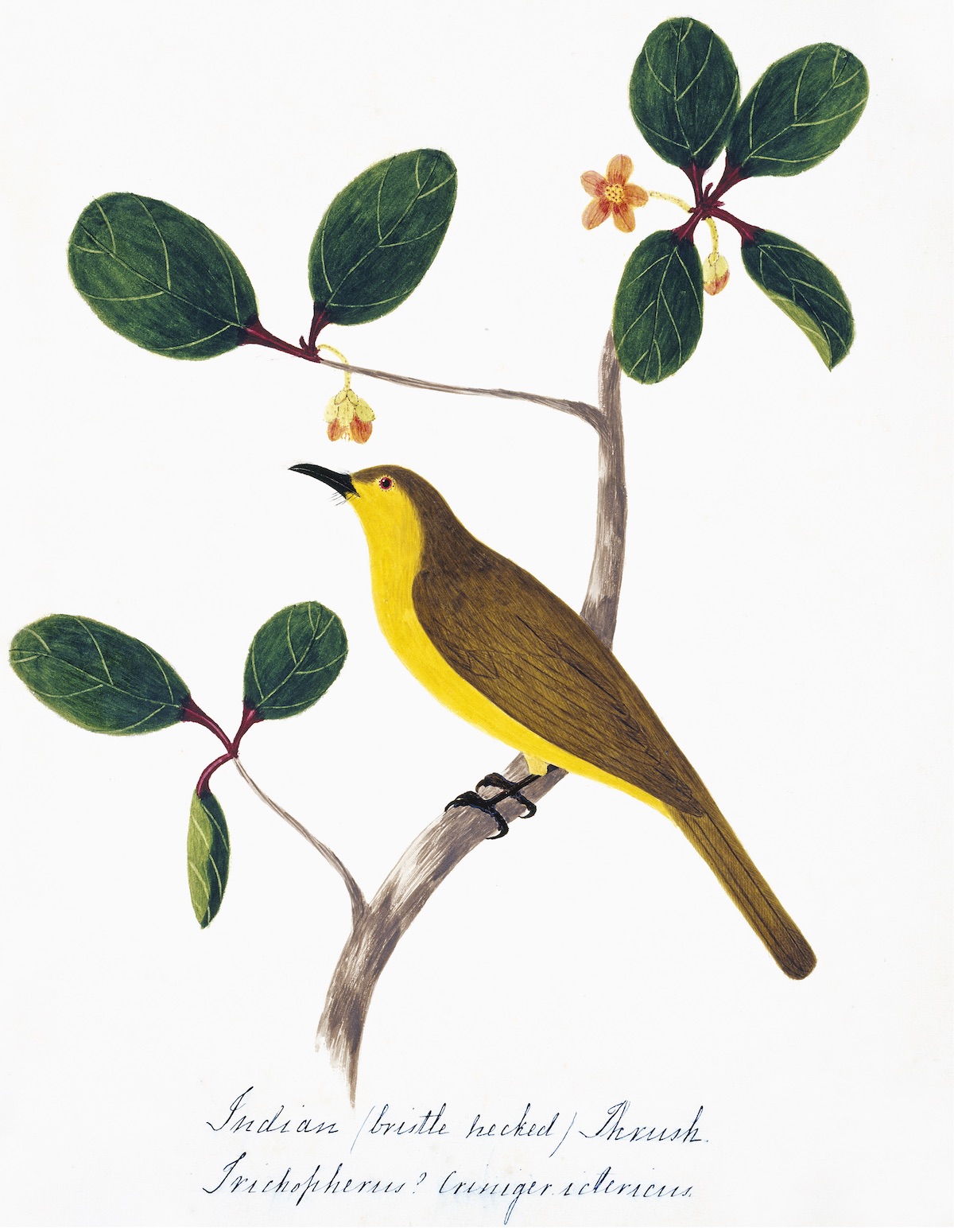 NEHRU BIRDS