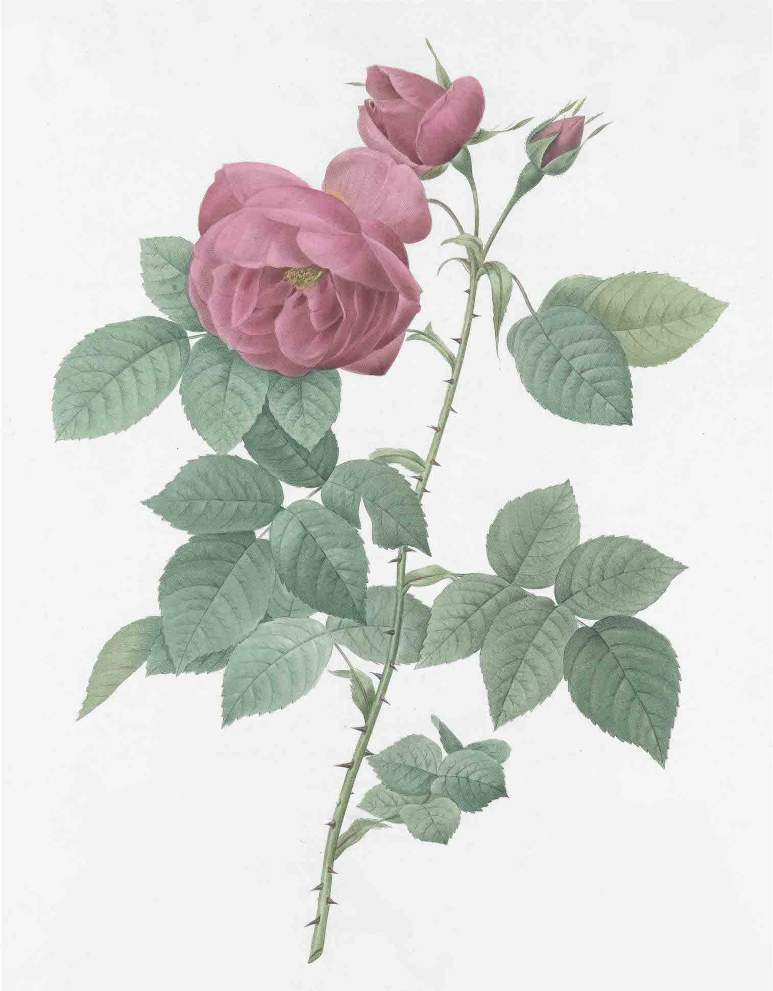 French Roses