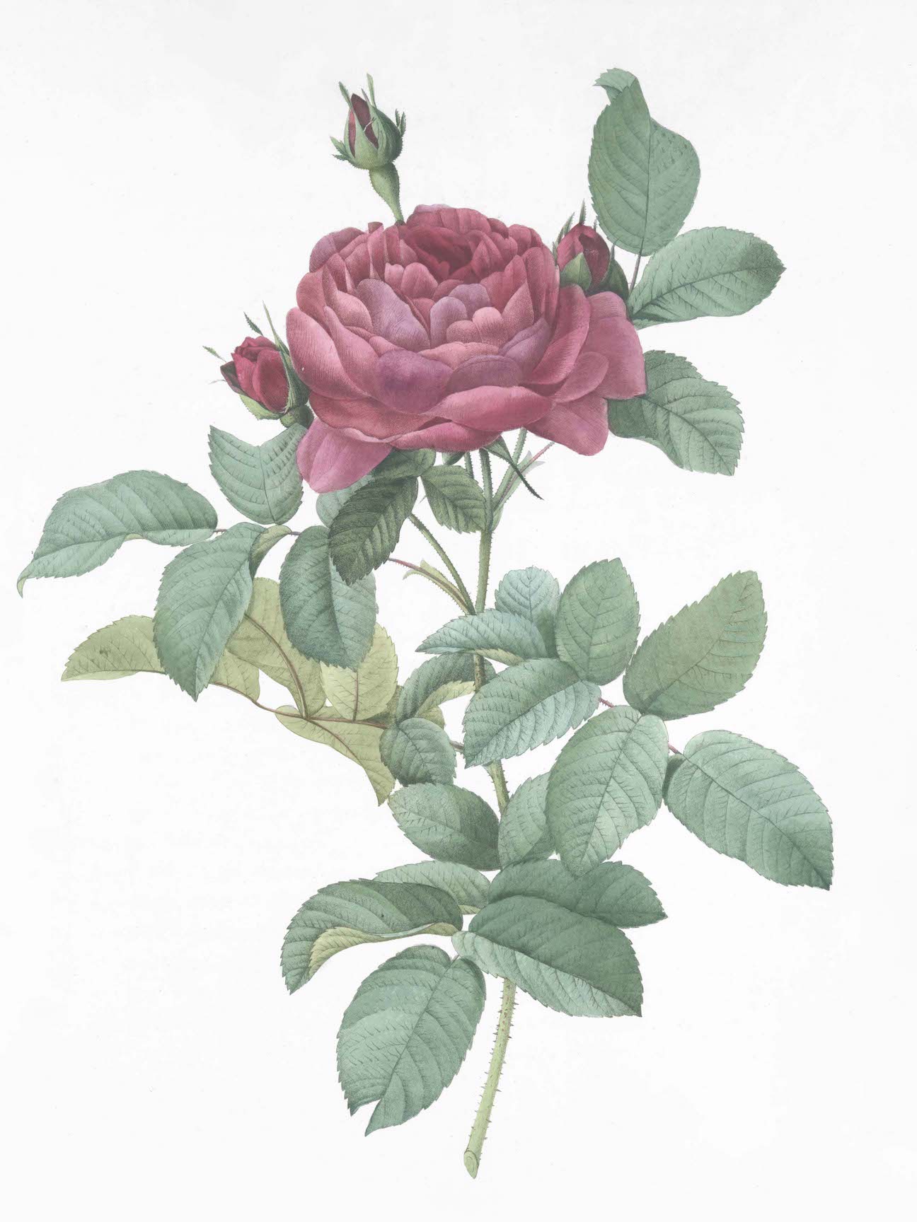 French Roses