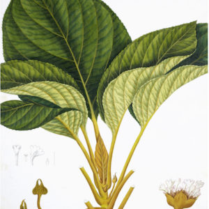 ANGLO-INDIAN BOTANICALS