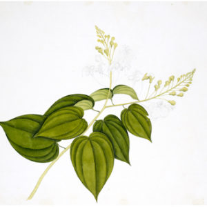 ANGLO-INDIAN BOTANICALS