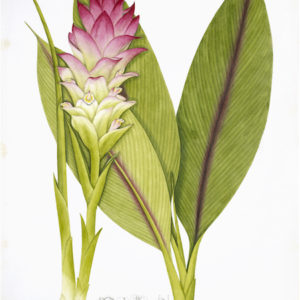 ANGLO-INDIAN BOTANICALS