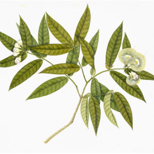 ANGLO-INDIAN BOTANICALS