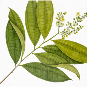 ANGLO-INDIAN BOTANICALS