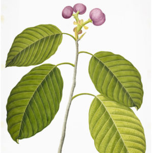 ANGLO-INDIAN BOTANICALS