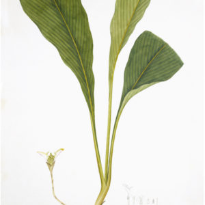 ANGLO-INDIAN BOTANICALS