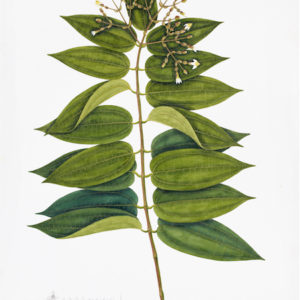 ANGLO-INDIAN BOTANICALS