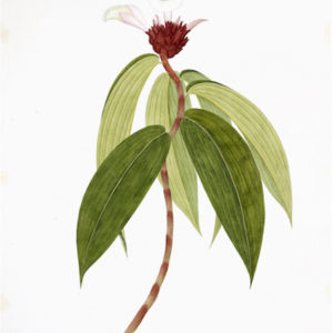 ANGLO-INDIAN BOTANICALS