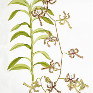 ANGLO-INDIAN BOTANICALS