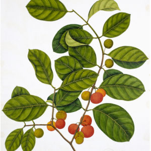 ANGLO-INDIAN BOTANICALS