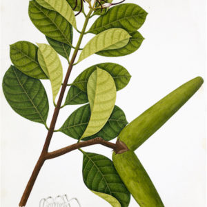 ANGLO-INDIAN BOTANICALS