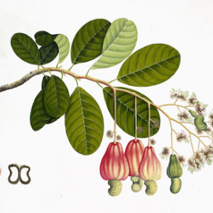 ANGLO-INDIAN BOTANICALS