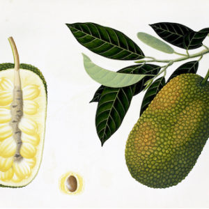 ANGLO-INDIAN BOTANICALS