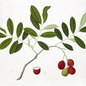 ANGLO-INDIAN BOTANICALS