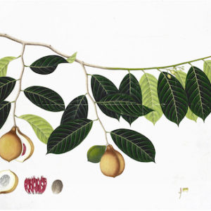 ANGLO-INDIAN BOTANICALS