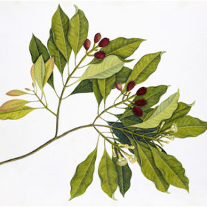 ANGLO-INDIAN BOTANICALS