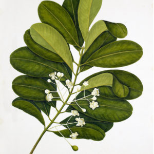 ANGLO-INDIAN BOTANICALS