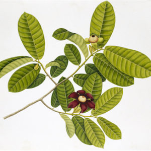 ANGLO-INDIAN BOTANICALS