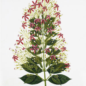 ANGLO-INDIAN BOTANICALS