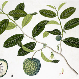ANGLO-INDIAN BOTANICALS