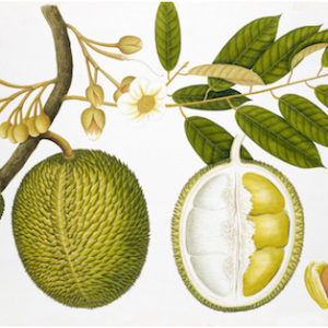 ANGLO-INDIAN BOTANICALS