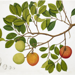 ANGLO-INDIAN BOTANICALS