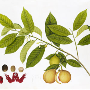 ANGLO-INDIAN BOTANICALS