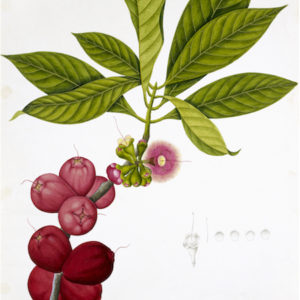 ANGLO-INDIAN BOTANICALS