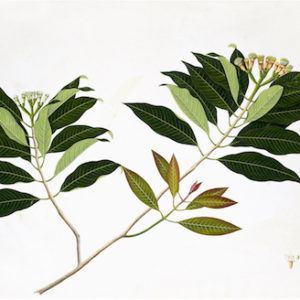 ANGLO-INDIAN BOTANICALS