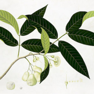 ANGLO-INDIAN BOTANICALS