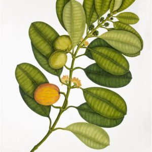 ANGLO-INDIAN BOTANICALS