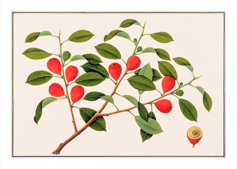 ANGLO-INDIAN BOTANICALS 3