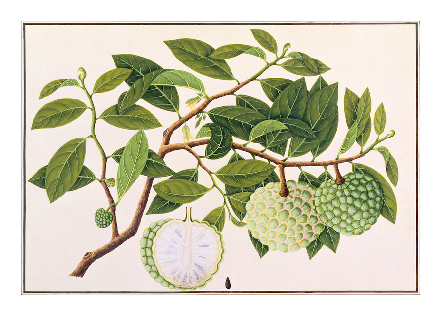 ANGLO-INDIAN BOTANICALS 3