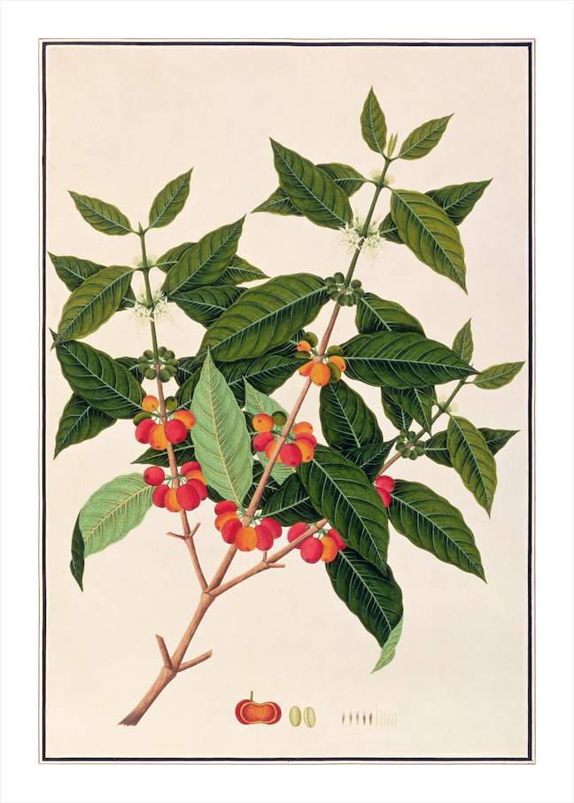ANGLO-INDIAN BOTANICALS 3