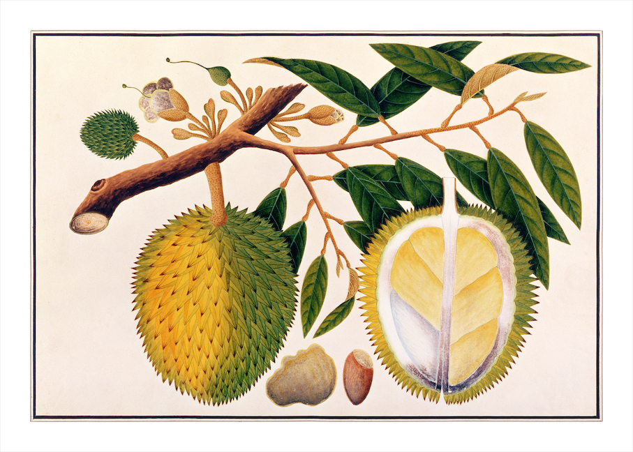 ANGLO-INDIAN BOTANICALS 3