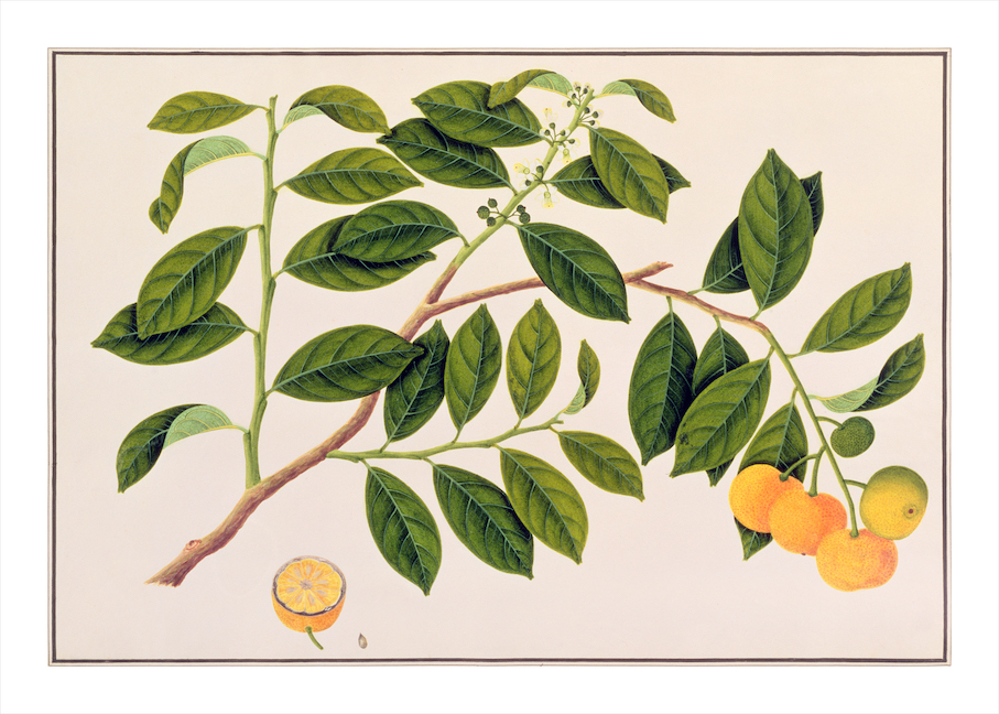 ANGLO-INDIAN BOTANICALS 3