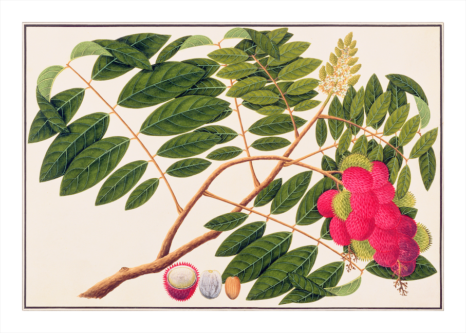 ANGLO-INDIAN BOTANICALS 3