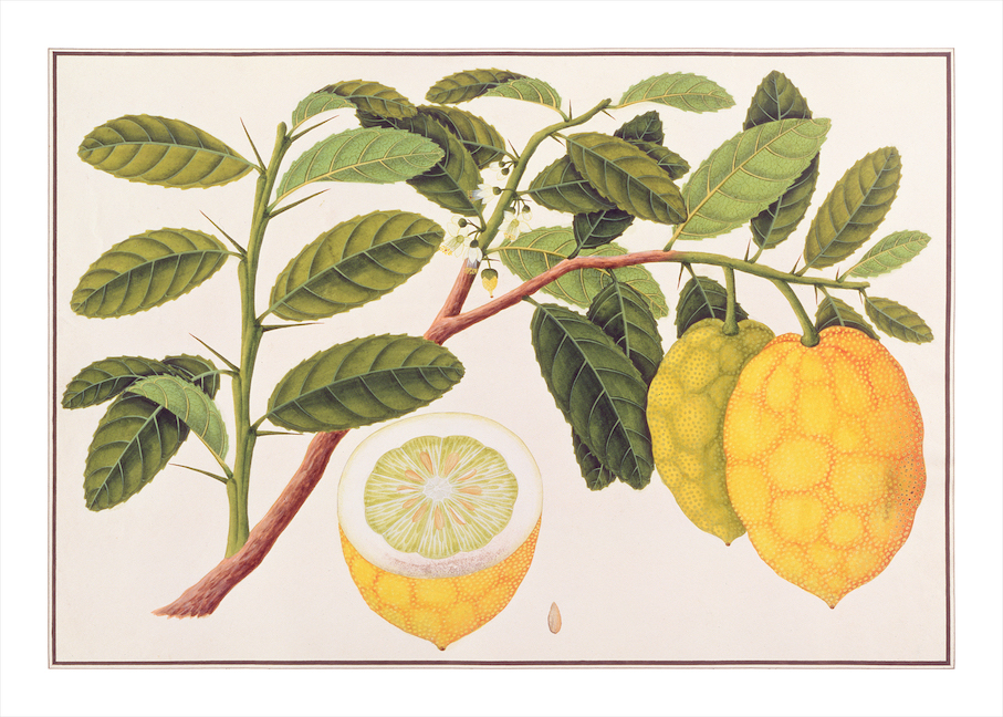 ANGLO-INDIAN BOTANICALS 3