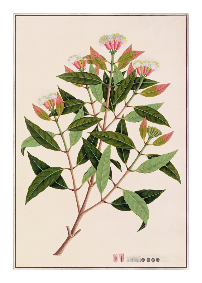 ANGLO-INDIAN BOTANICALS 3